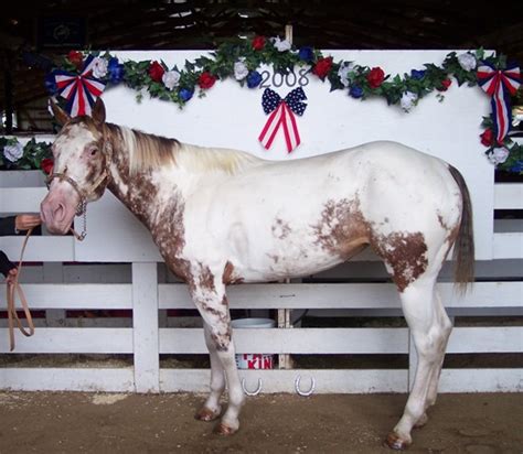 Chestnut Overo. . Horse for sale illinois
